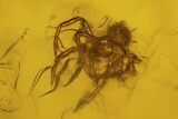 Detailed Fossil Bark Louse, Fly, and Spider in Baltic Amber #234554-2